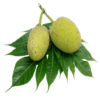 100% Natural Jamaican Gluten-Free Breadfruit Powder - 453.6 g (16 oz) - Image 2